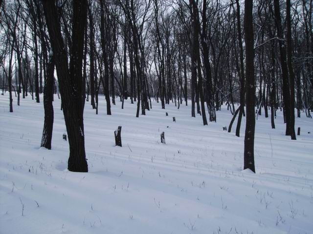 Снег и деревья