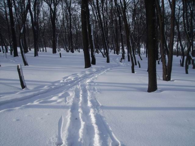 Пейзаж в посадке, тропинка